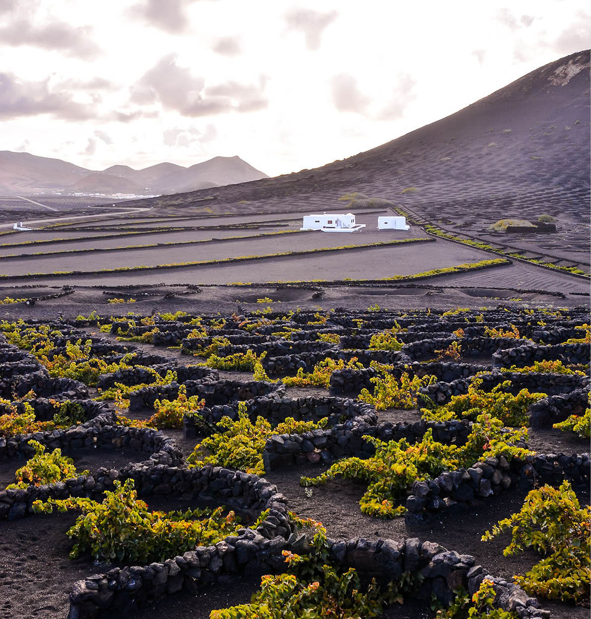 Vineyards in La Geria Lanzarote canary islands Spain