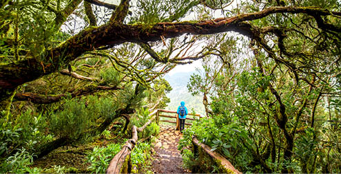 Evergreen forest in Garajonay national park with female tourist in blue jacket standing on the viewpoint terrace on La Gomera island in Spain
