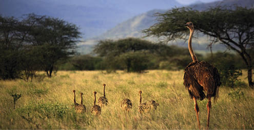 An adult ostrich with young chicks in Tsavo park. Kenya