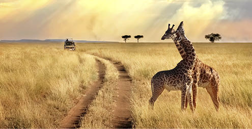 Group of giraffes in the Serengeti National Park on a sunset background with rays of sunlight. African safari.