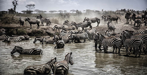 Herd of Zebra crossing river in the Serengeti, Tanzania.
