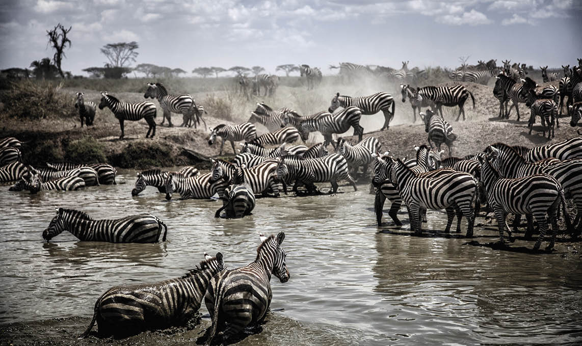 Herd of Zebra crossing river in the Serengeti, Tanzania.