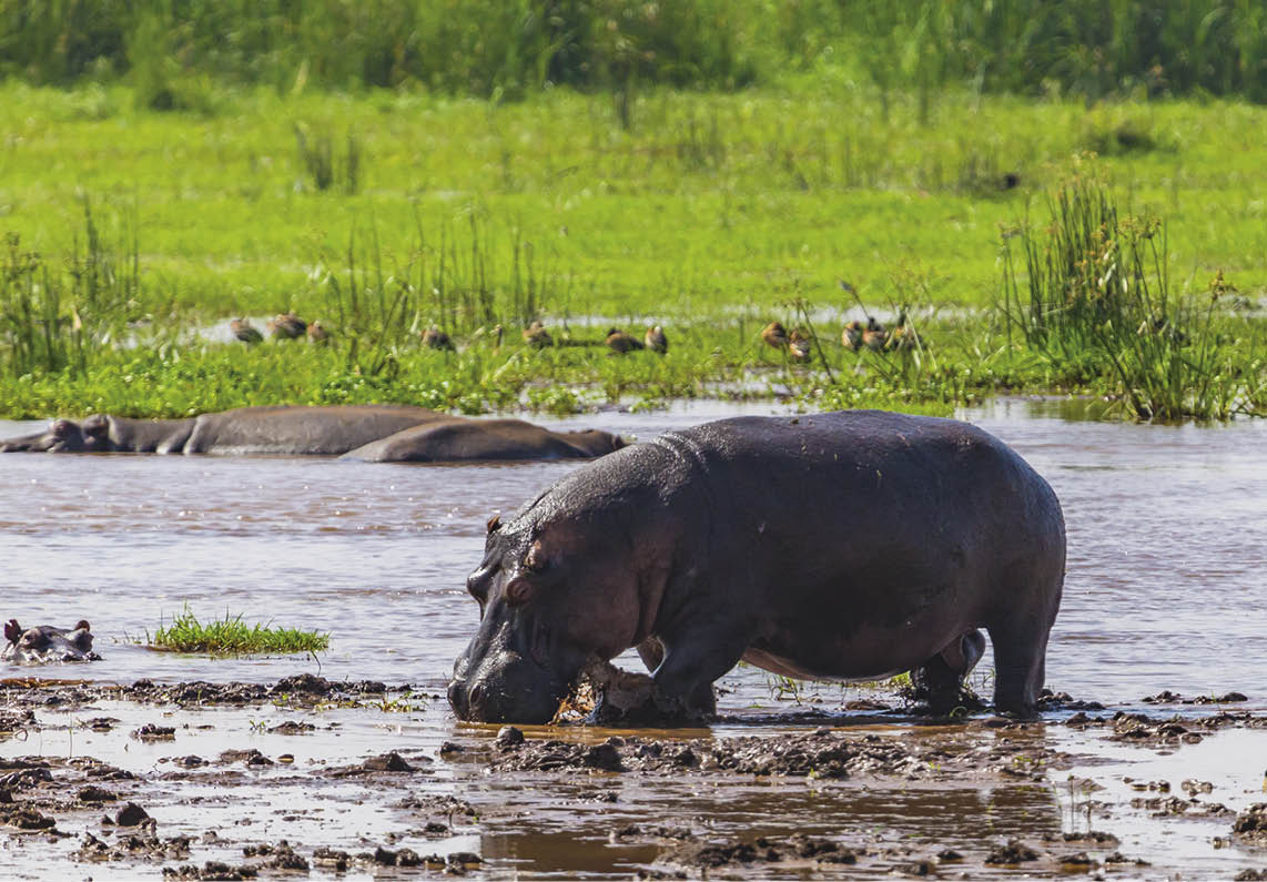 Hippopotamus. Lake Manyara National Reserve Tanzania.