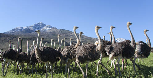Ostriches on a Karoo farm with the Swartberg in the background.