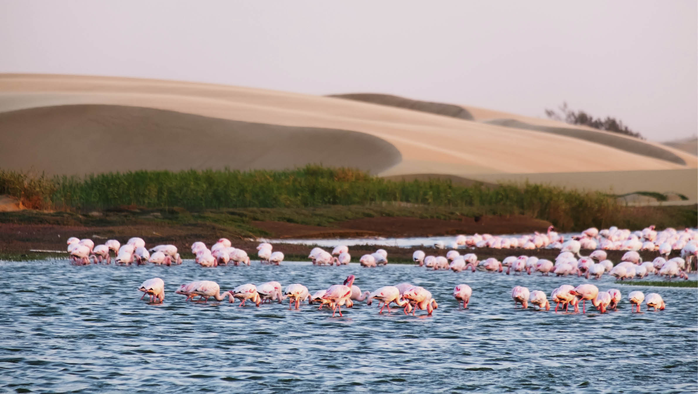Photo of a flamingo colony in Walvis Bay in Nam bia.