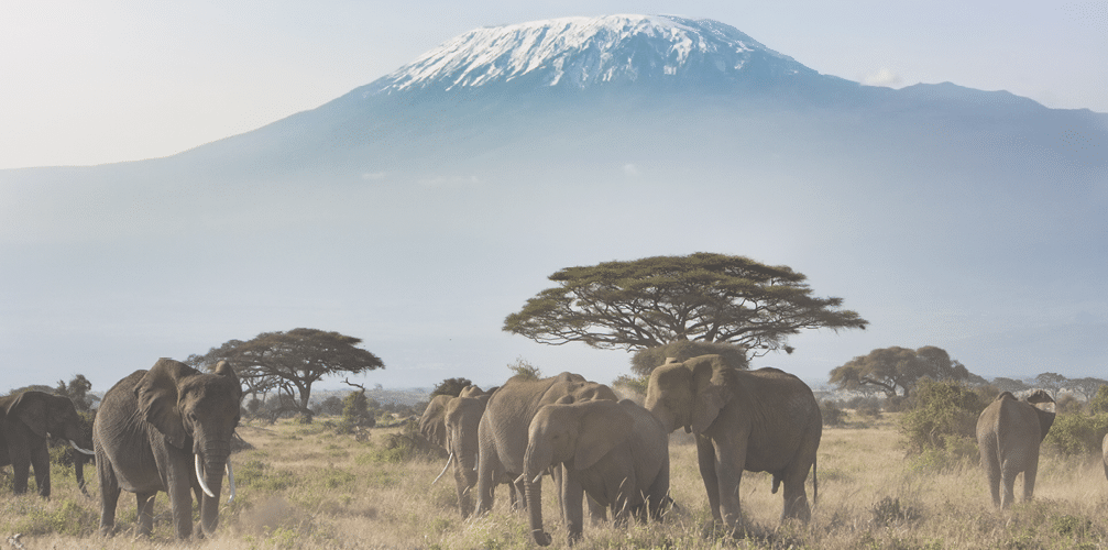 A landscape shot of Mt Kilimanjaro with the famous elephants of Amboseli