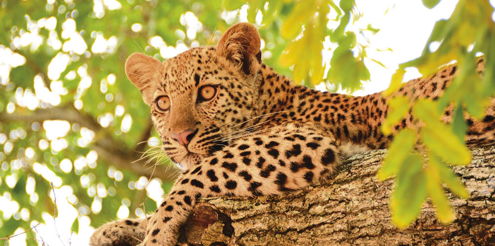 Young leopard cub laying safely high in a tree branch looking down 