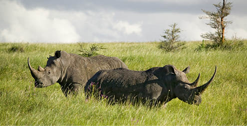 Black Rhino in the green grass of Lewa Wildlife Conservancy, North Kenya, Africa