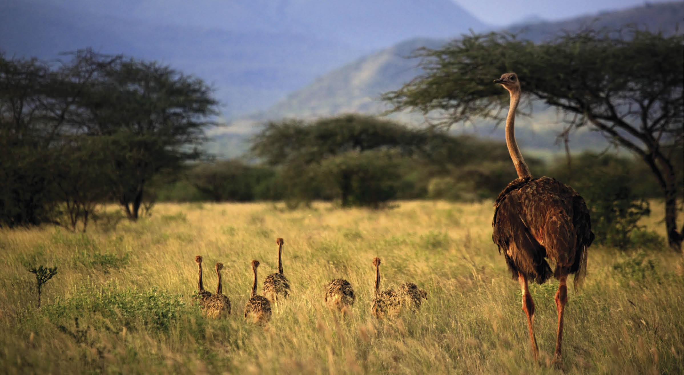 An adult ostrich with young chicks in Tsavo park. Kenya