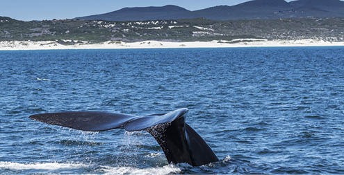 A southern right whale off the coast of Hermanus, South Africa, flipping her tail in the air, while diving under the water.