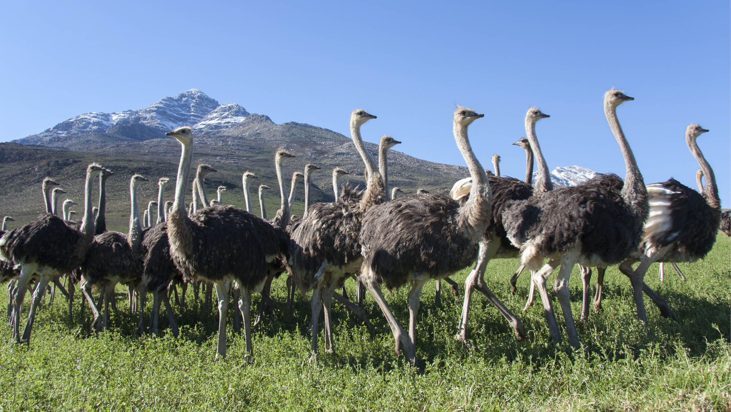 Ostriches on a Karoo farm with the Swartberg in the background.