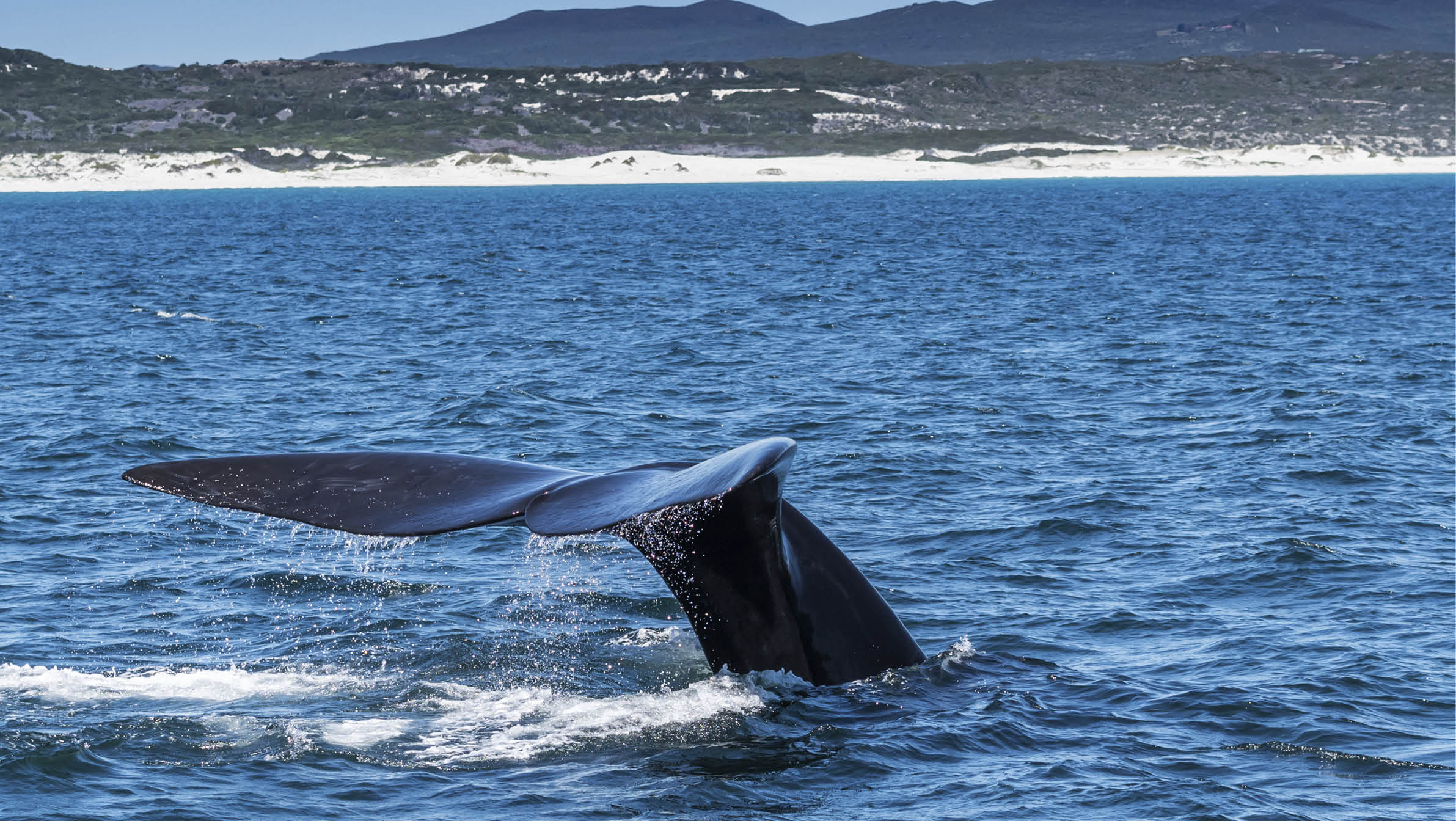 A southern right whale off the coast of Hermanus, South Africa, flipping her tail in the air, while diving under the water.