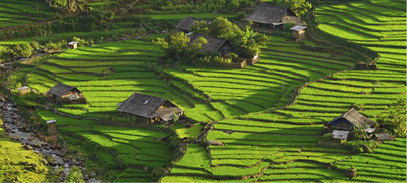 Rice fields on terraced in rainny season at SAPA, Lao Cai, Vietnam. Rice fields prepare for transplant at Northwest Vietnam