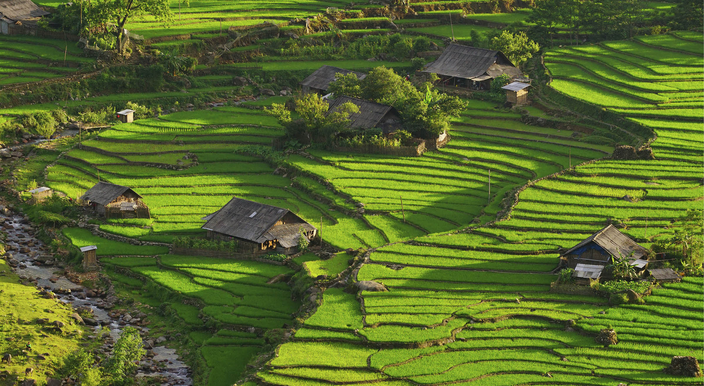 Rice fields on terraced in rainny season at SAPA, Lao Cai, Vietnam. Rice fields prepare for transplant at Northwest Vietnam