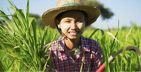 Southeast Asia Myanmar Asian traditional farmer planting or working in corn field, harvesting in field