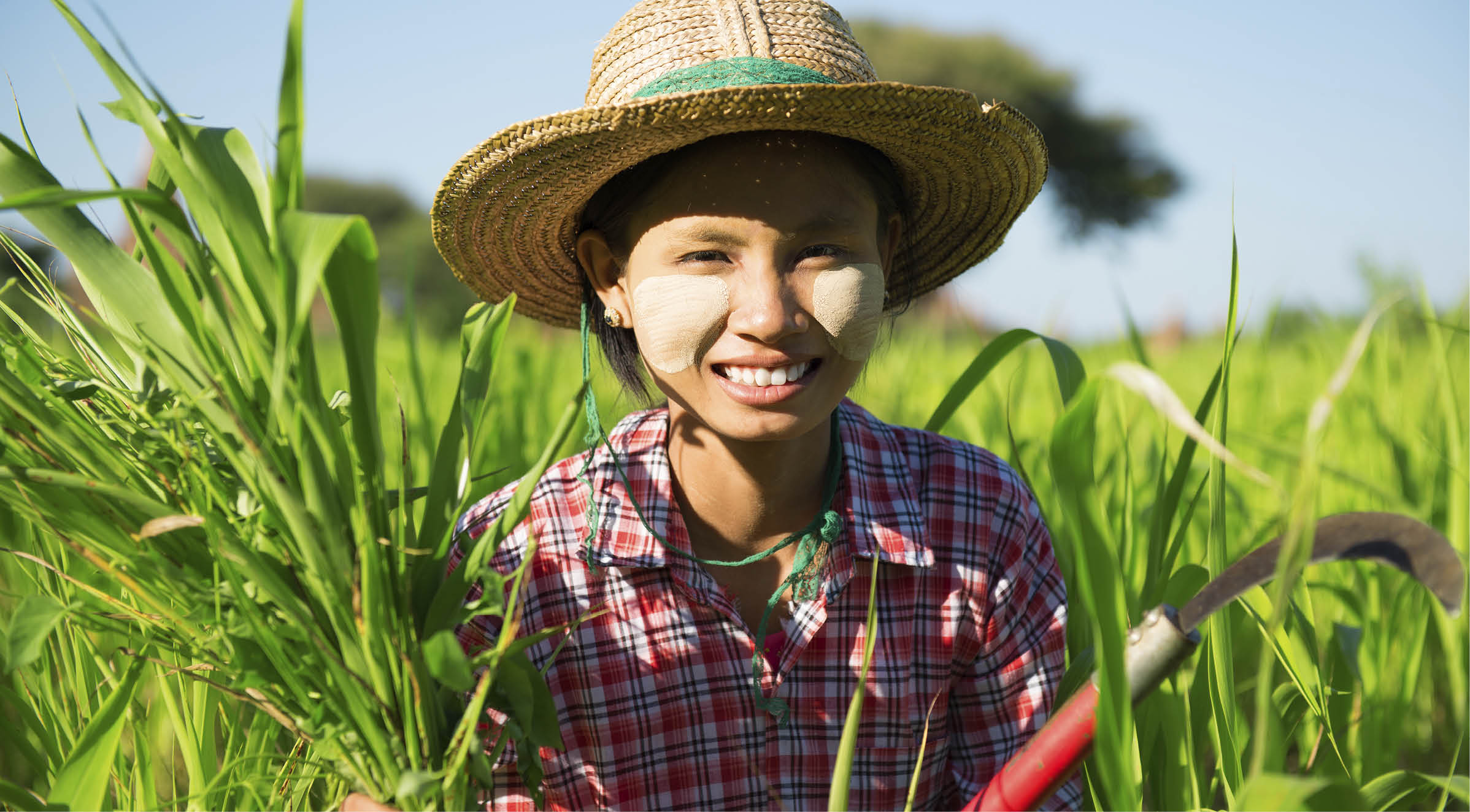 Southeast Asia Myanmar Asian traditional farmer planting or working in corn field, harvesting in field