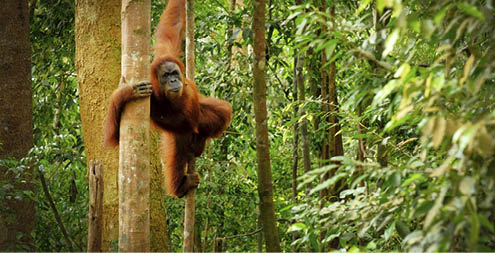 Orangutan spotted in the rainforest jumping from tree to tree