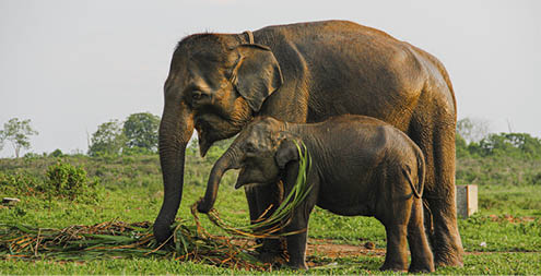 Sumatra Elephant in conservation centre, Indonesia
