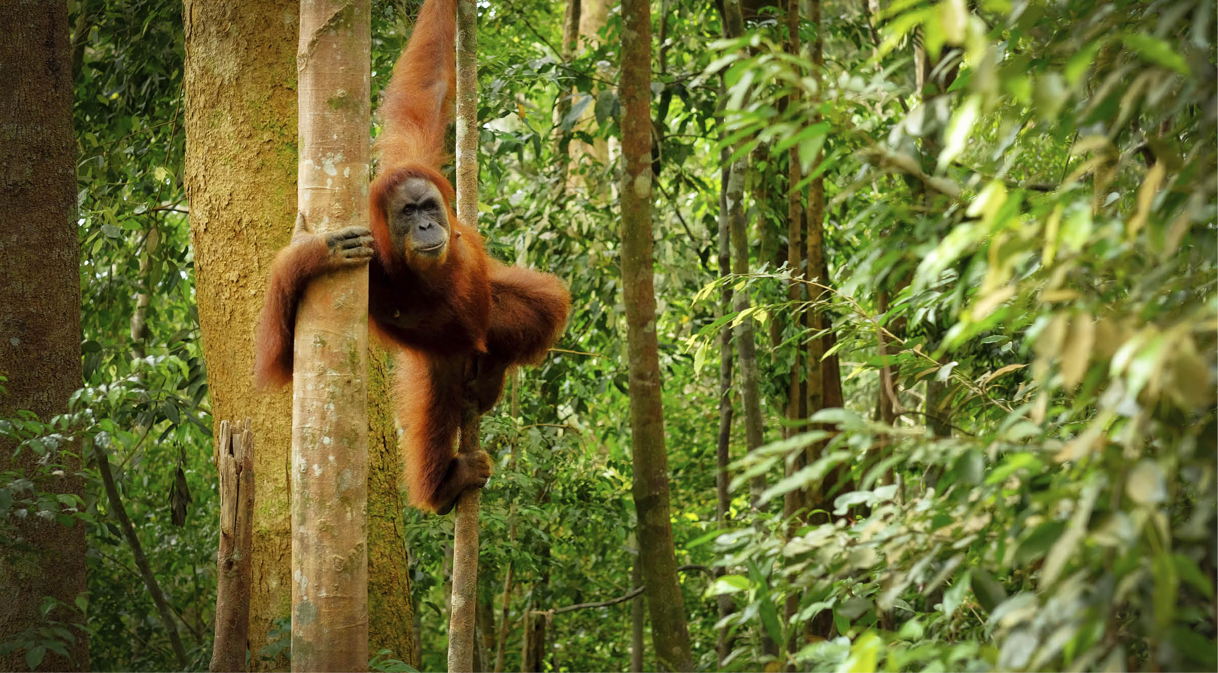 Orangutan spotted in the rainforest jumping from tree to tree