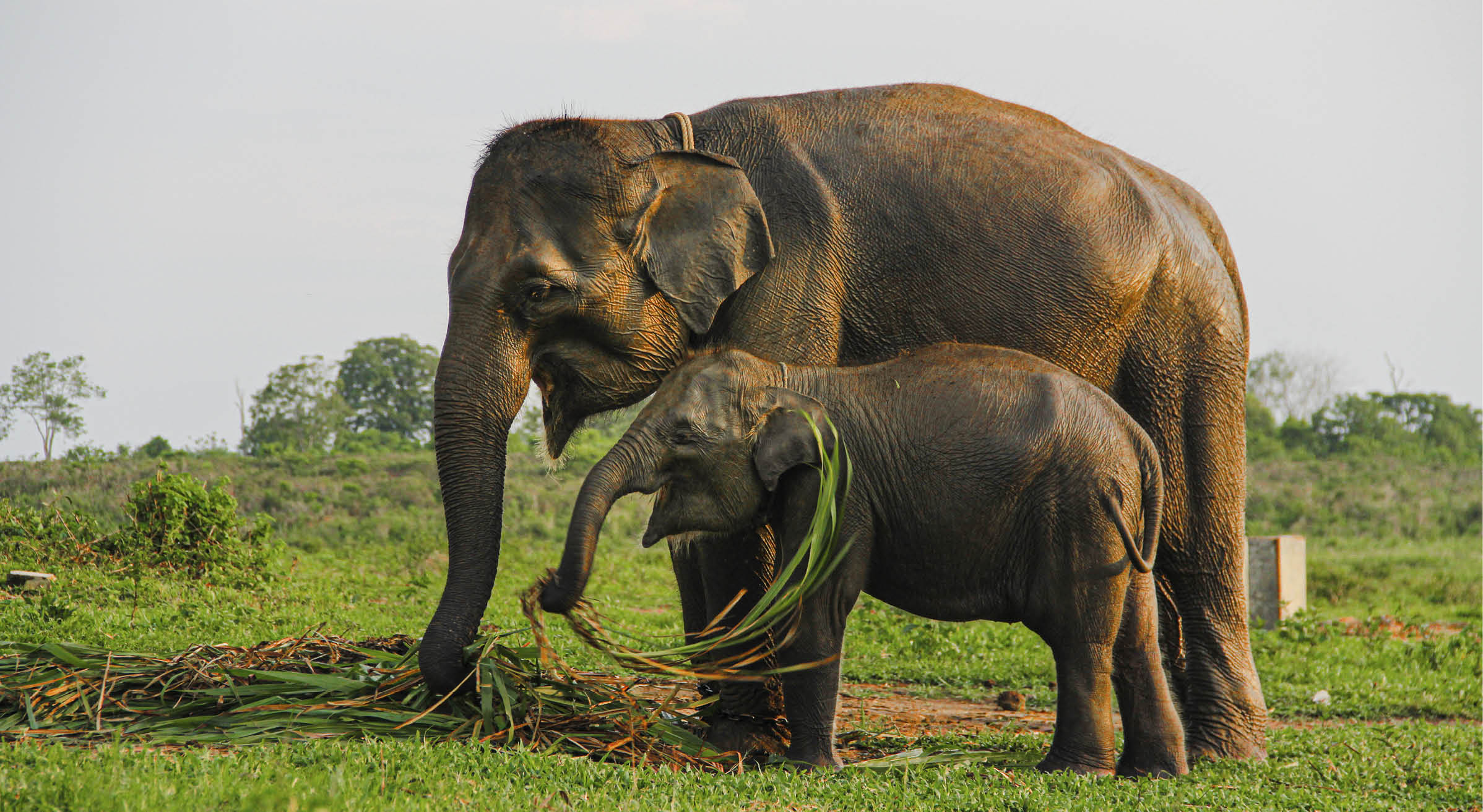 Sumatra Elephant in conservation centre, Indonesia