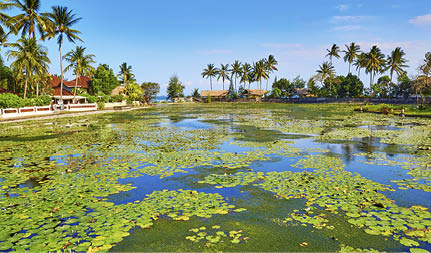 Beautiful lotus lagoon in Candidasa, Bali, Indonesia