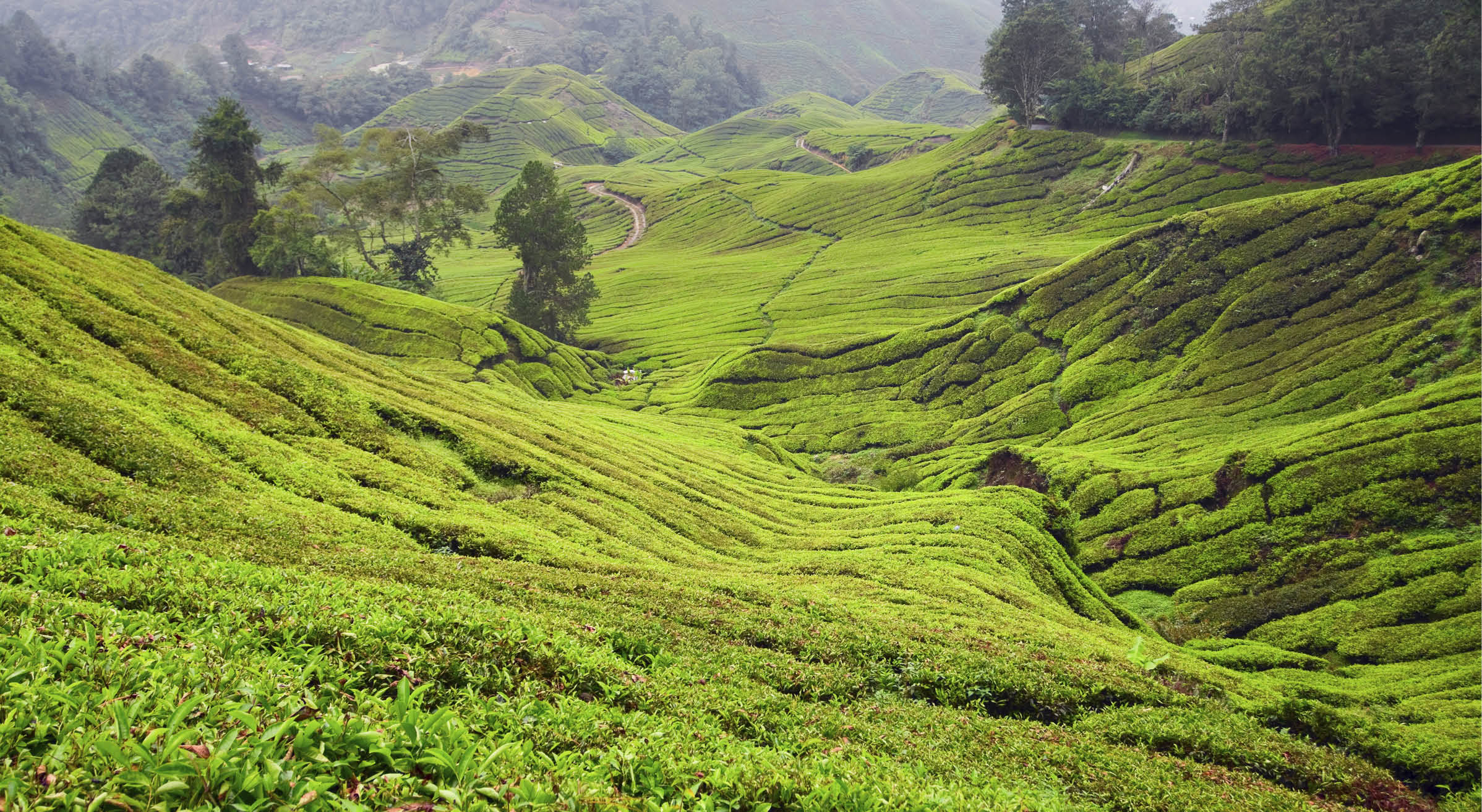 Greenery of tea plantation Sungei Palas seen from higher altitude around Gunung Brinchang in Cameron Highlands, Malaysia.