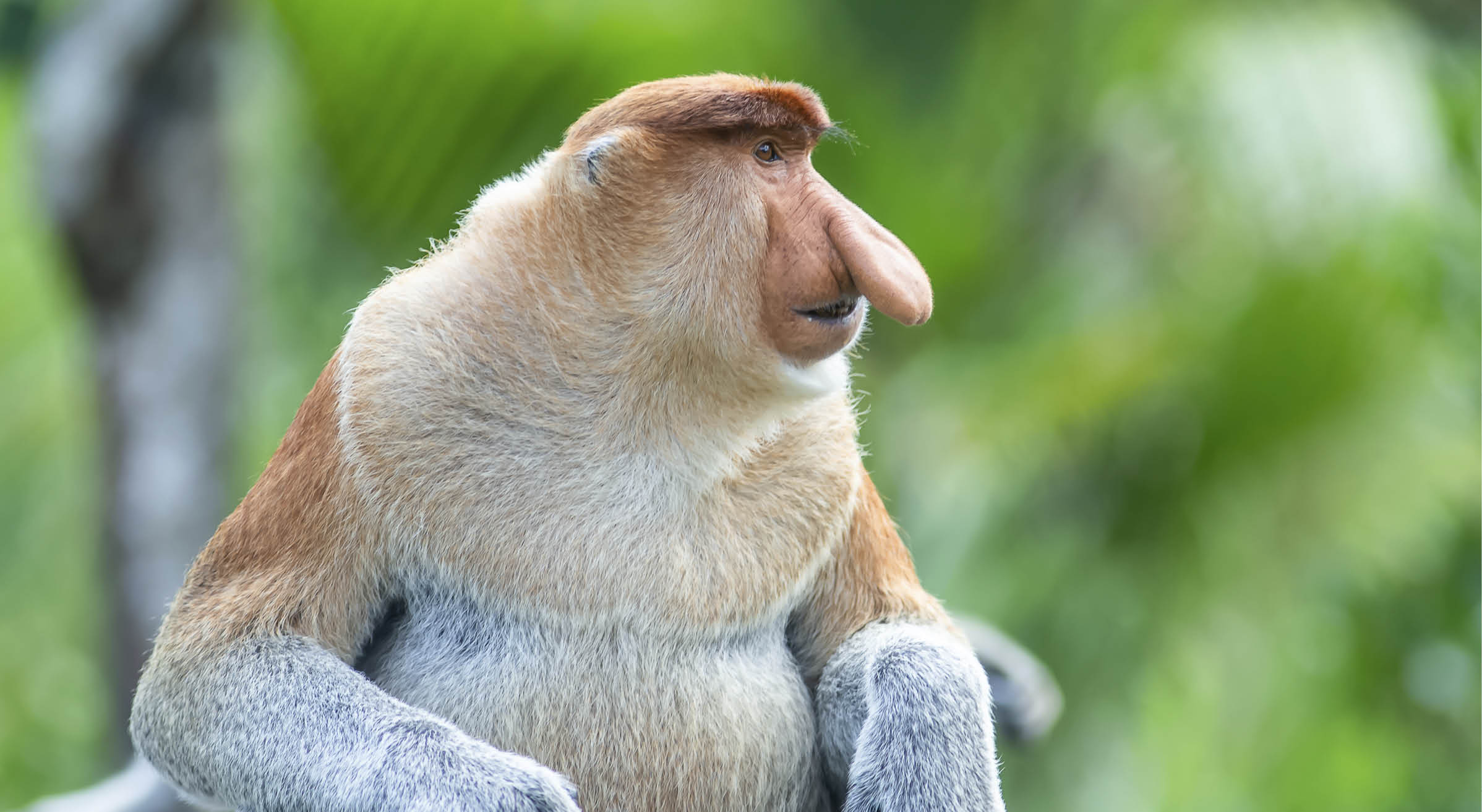 The proboscis monkey (Nasalis larvatus) or long-nosed monkey is a reddish-brown arboreal Old World monkey with an unusually large nose. It is endemic to the southeast Asian island of Borneo.