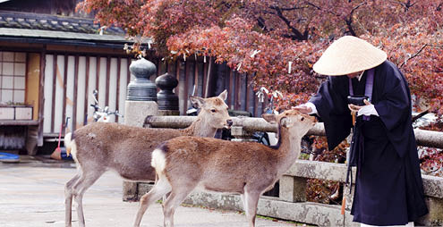 A buddhist monk and two deers in an autumn park 