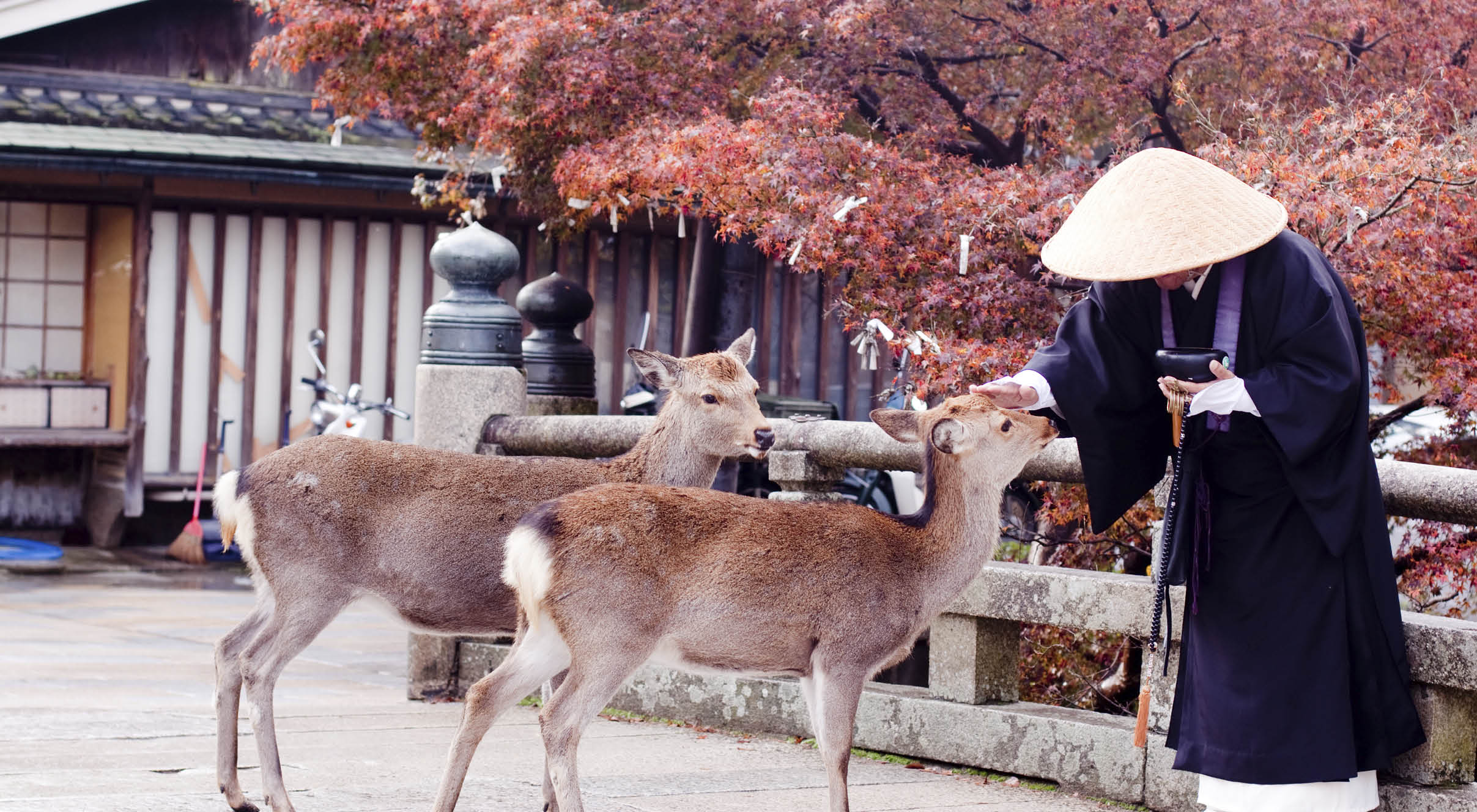A buddhist monk and two deers in an autumn park 