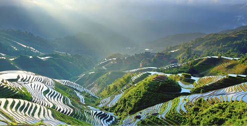 “Rice paddy in Longsheng,Guilin,Guangxi,China."