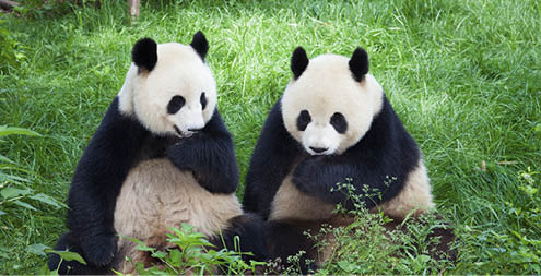 Giant Panda of Sichuan, China. Chinese National symbol  [url=http://www.istockphoto.com/search/lightbox/12058248#1950594e][img]https://dl.dropbox.com/u/61342260/istock%20Lightboxes/Shanghai.jpg[/img][/url]  [url=http://www.istockphoto.com/file_search.php?action=file&lightboxID=6668404&refnum=fototrav][img]https://dl.dropbox.com/u/61342260/istock%20Lightboxes/p505501680.jpg[/img][/url]  [url=http://www.istockphoto.com/search/lightbox/12650990#a7d4d9b][img]https://dl.dropbox.com/u/61342260/istock%20Lightboxes/Skyline.jpg[/img][/url]  [url=http://www.istockphoto.com/search/lightbox/7990697&refnum=fototrav][img]https://dl.dropbox.com/u/61342260/istock%20Lightboxes/Vietnam.jpg[/img][/url]  [url=http://istockpho.to/UGgMzt][img]https://dl.dropbox.com/u/61342260/istock%20Lightboxes/Taiwan.jpg[/img][/url]  [url=http://www.istockphoto.com/search/lightbox/7990705/?refnum=fototrav#1609603d][img]http://bit.ly/13poUtx[/img][/url]  [url=http://www.istockphoto.com/search/lightbox/7294633/?refnum=fototrav#b7fe73b][img]https://dl.dropbox.com/u/61342260/istock%20Lightboxes/Night2.jpg[/img][/url]  [url=file_closeup.php?id=16679403][img]file_thumbview_approve.php?size=1&id=16679403[/img][/url] [url=file_closeup.php?id=16677711][img]file_thumbview_approve.php?size=1&id=16677711[/img][/url] [url=file_closeup.php?id=16546030][img]file_thumbview_approve.php?size=1&id=16546030[/img][/url]