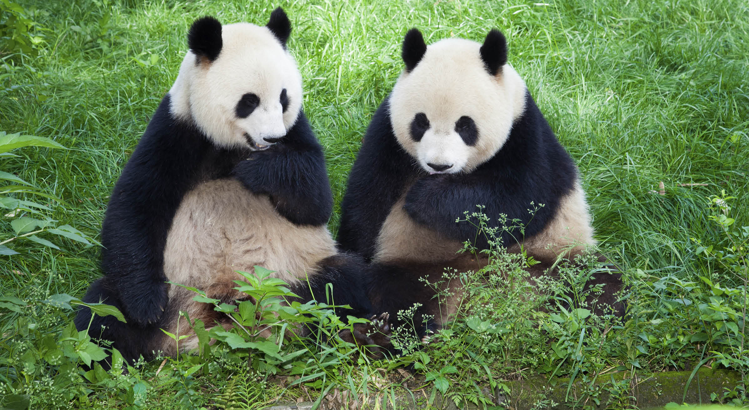Giant Panda of Sichuan, China. Chinese National symbol  [url=http://www.istockphoto.com/search/lightbox/12058248#1950594e][img]https://dl.dropbox.com/u/61342260/istock%20Lightboxes/Shanghai.jpg[/img][/url]  [url=http://www.istockphoto.com/file_search.php?action=file&lightboxID=6668404&refnum=fototrav][img]https://dl.dropbox.com/u/61342260/istock%20Lightboxes/p505501680.jpg[/img][/url]  [url=http://www.istockphoto.com/search/lightbox/12650990#a7d4d9b][img]https://dl.dropbox.com/u/61342260/istock%20Lightboxes/Skyline.jpg[/img][/url]  [url=http://www.istockphoto.com/search/lightbox/7990697&refnum=fototrav][img]https://dl.dropbox.com/u/61342260/istock%20Lightboxes/Vietnam.jpg[/img][/url]  [url=http://istockpho.to/UGgMzt][img]https://dl.dropbox.com/u/61342260/istock%20Lightboxes/Taiwan.jpg[/img][/url]  [url=http://www.istockphoto.com/search/lightbox/7990705/?refnum=fototrav#1609603d][img]http://bit.ly/13poUtx[/img][/url]  [url=http://www.istockphoto.com/search/lightbox/7294633/?refnum=fototrav#b7fe73b][img]https://dl.dropbox.com/u/61342260/istock%20Lightboxes/Night2.jpg[/img][/url]  [url=file_closeup.php?id=16679403][img]file_thumbview_approve.php?size=1&id=16679403[/img][/url] [url=file_closeup.php?id=16677711][img]file_thumbview_approve.php?size=1&id=16677711[/img][/url] [url=file_closeup.php?id=16546030][img]file_thumbview_approve.php?size=1&id=16546030[/img][/url]