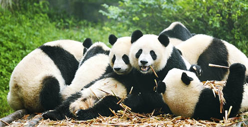 “Group of giant panda eating bamboo, ChinaMore Panda image:"