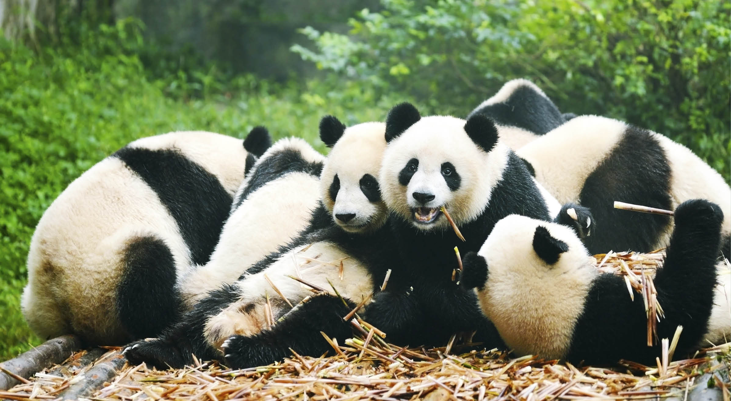 “Group of giant panda eating bamboo, ChinaMore Panda image:"