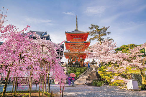 Kiyomizu-dera Temple and cherry blossom season (Sakura) spring time in Kyoto, Japan