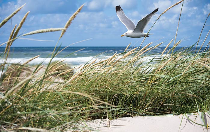 A beautiful shot of a white seagull flying over the coast