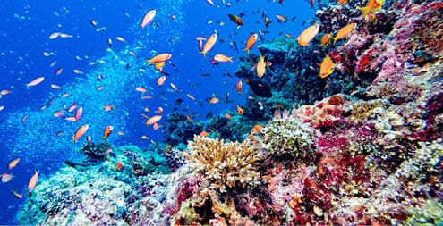 Maldives corals house for Fishes underwater landscape