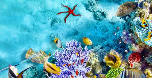 Wonderful and beautiful underwater world with corals and tropical fish 