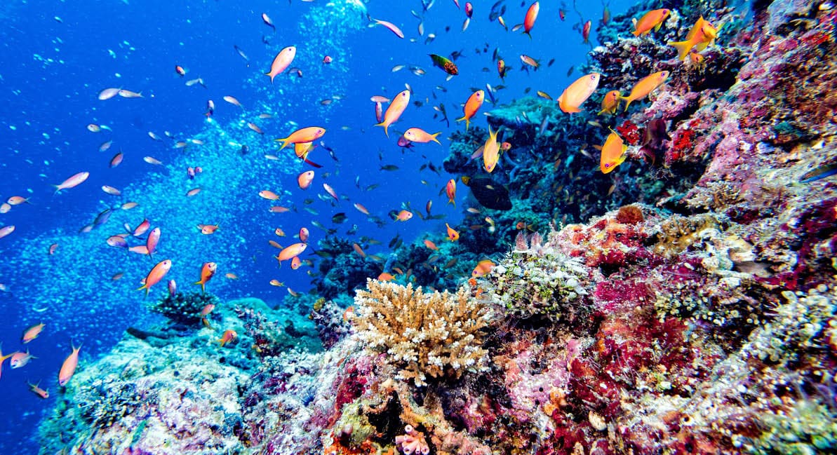 Maldives corals house for Fishes underwater landscape