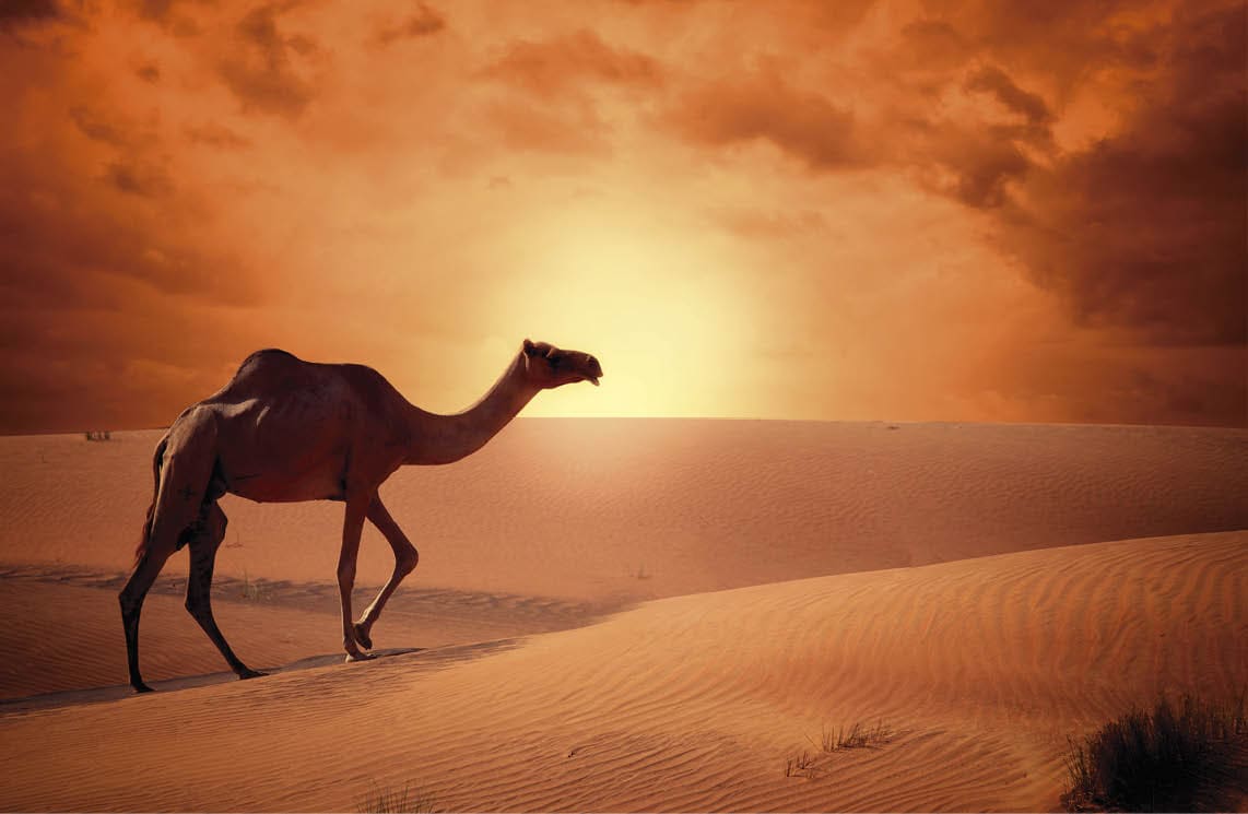 Camel crossing the desert in sunrise time beautiful concept of traveling.