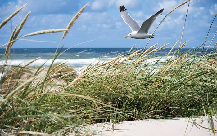 A beautiful shot of a white seagull flying over the coast