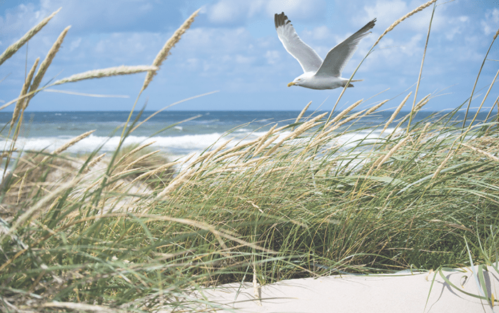 A beautiful shot of a white seagull flying over the coast