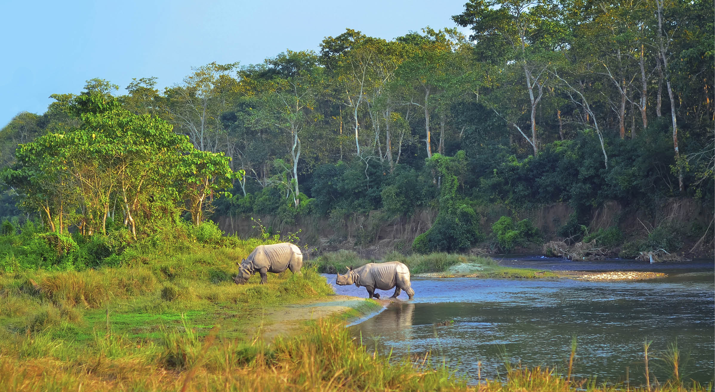 Wild landscape with asian rhinoceroses in Chitwan , Nepal