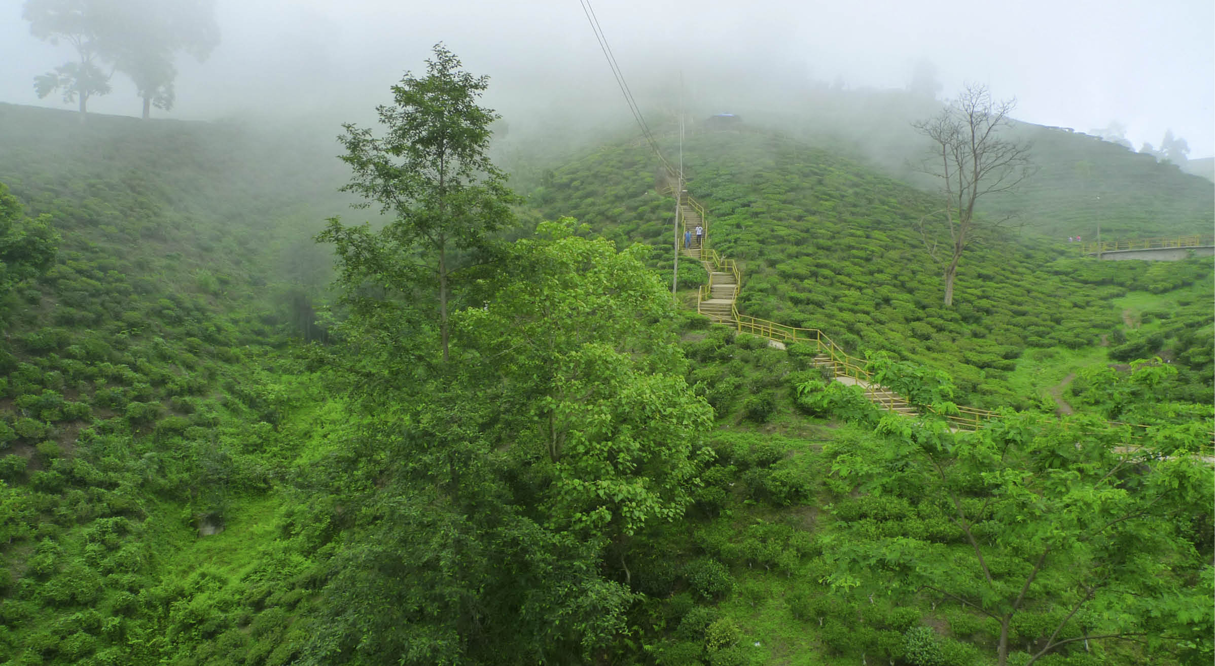 Ilam tea garden, Nepal