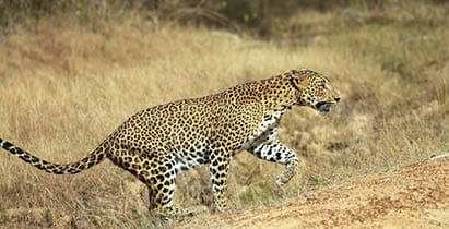 Sri Lankan Leopard (Panthera Pardus Kotiya) Walking, Yala, Sri Lanka