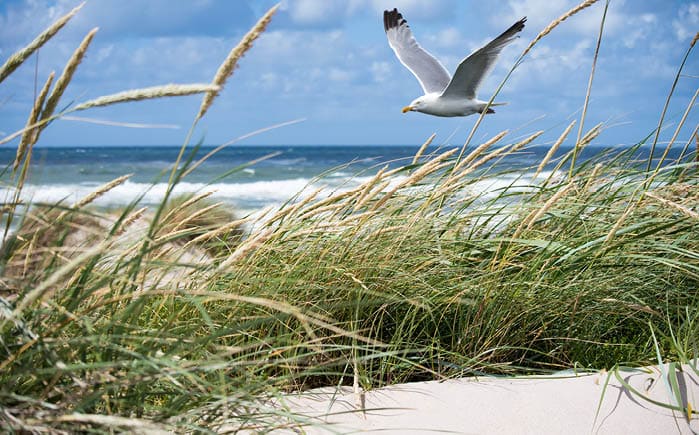 A beautiful shot of a white seagull flying over the coast