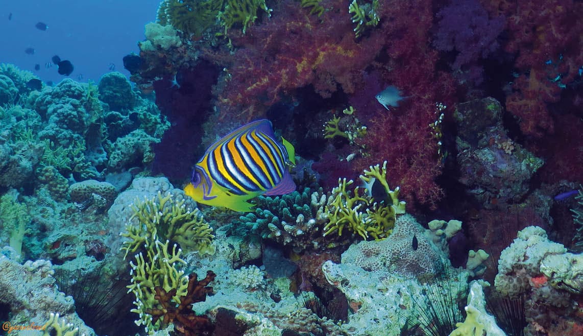 Royal angelfish, red sea, Aqaba Jordan